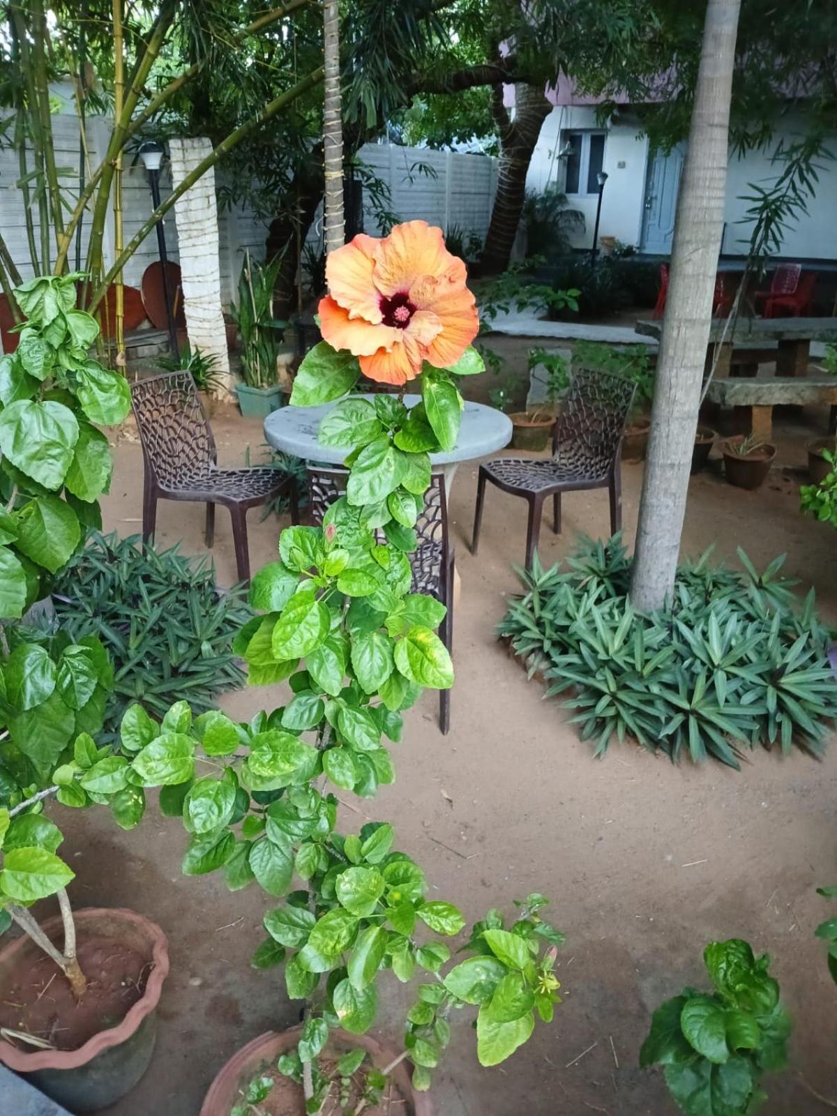 The Well Beach Side Guest House Auroville Eksteriør billede